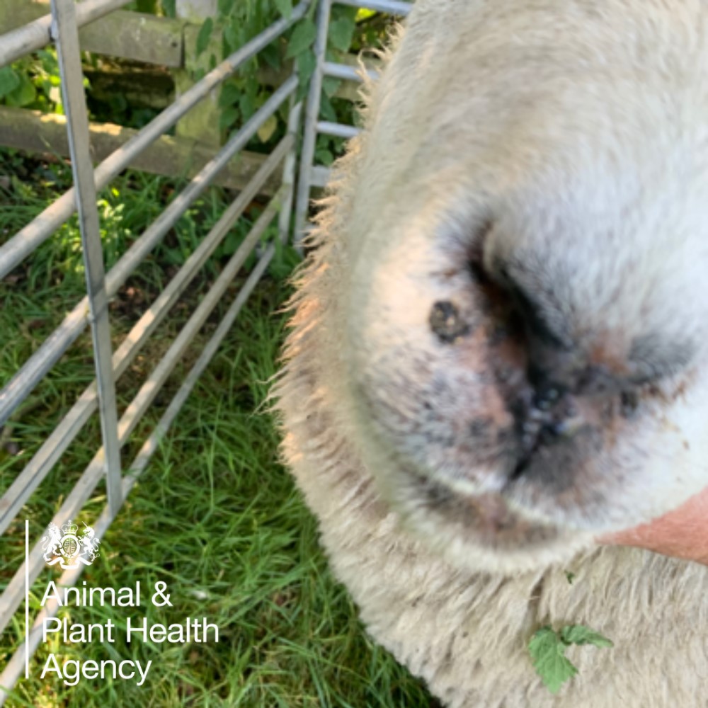 Sheep with ulcers or sores on the nose